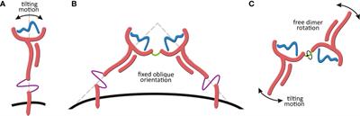 Structural Modeling and Molecular Dynamics of the Immune Checkpoint Molecule HLA-G